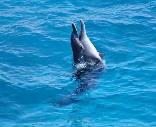 ð¬ Dolphin House Expedition