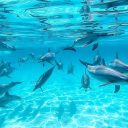 Dolphin-House-Shaab-Samadai